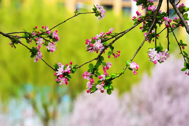 百花繪就春之調色盤 錦繡花海引客醉芳菲