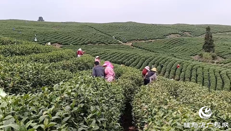 正陽：150名采茶女工到浙江安吉采摘新茶