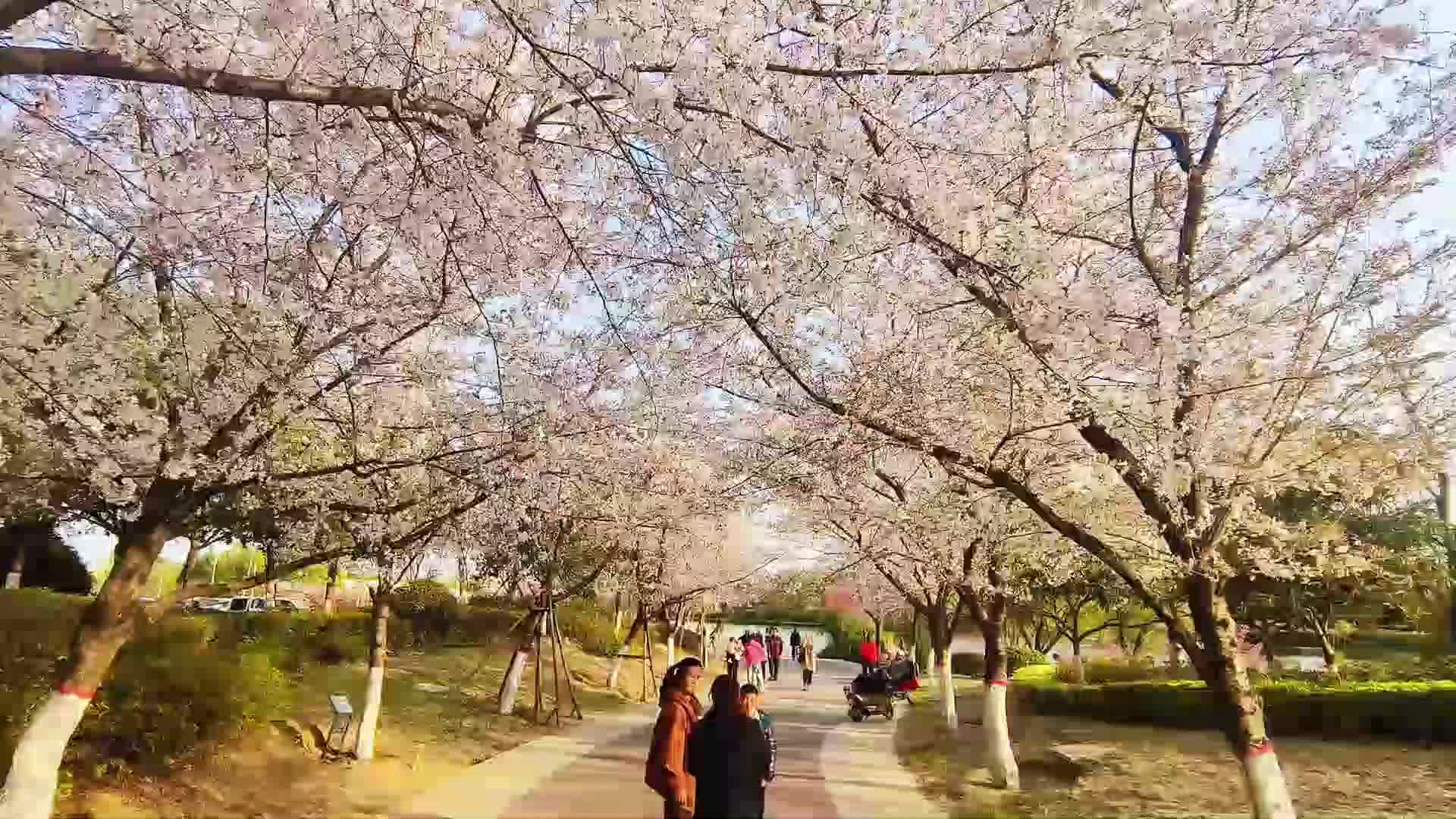 【大美天中】櫻花盛開春意濃 游人如織采風忙