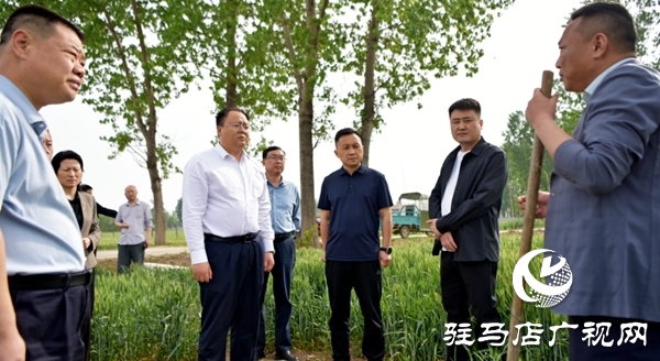 平輿縣委副書記、縣長(zhǎng)李磊調(diào)研抗旱及“一噴三防”、病蟲(chóng)害防治工作