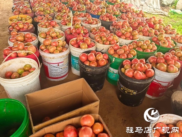 新蔡縣頓崗鄉(xiāng)：人大代表心系群眾，沙瓤番茄鋪就致富路