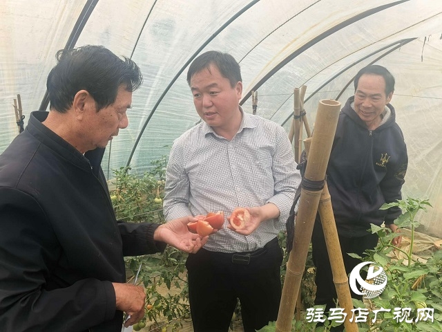 新蔡縣頓崗鄉(xiāng)：人大代表心系群眾，沙瓤番茄鋪就致富路