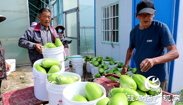 正陽縣熊寨鎮(zhèn)王樓村：大棚蔬菜多點(diǎn)開花 鄉(xiāng)村振興勢能強(qiáng)勁