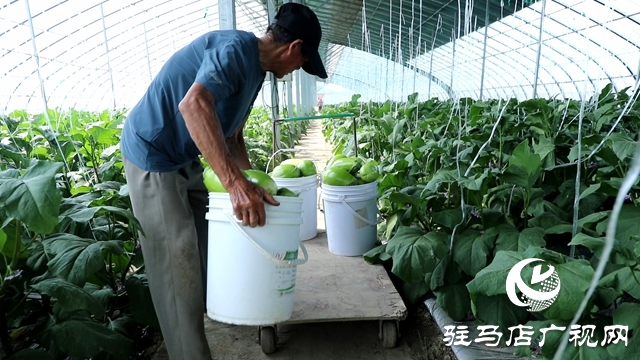 正陽縣熊寨鎮(zhèn)王樓村：大棚蔬菜多點(diǎn)開花 鄉(xiāng)村振興勢能強(qiáng)勁