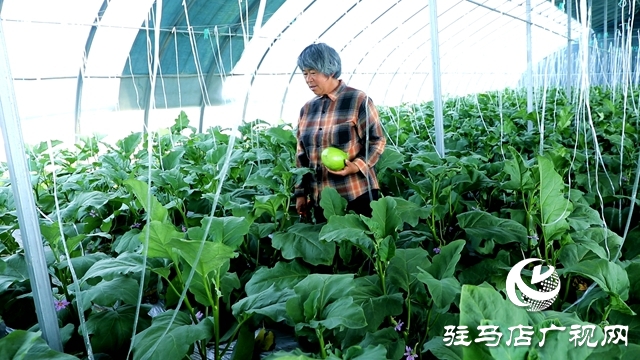 正陽縣熊寨鎮(zhèn)王樓村：大棚蔬菜多點(diǎn)開花 鄉(xiāng)村振興勢能強(qiáng)勁