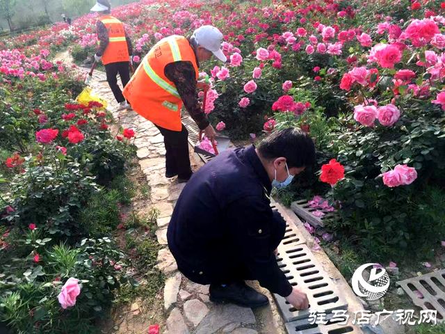 綠意蔥蘢花滿城！確山縣住建局精心打造“城市大花園”